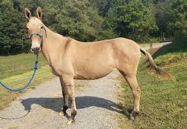 Because of the large difference between the donkey and horse families, the offsprings (mules) ordinarily do not reproduce and are thus not considered as a separate breed. Mules Sold