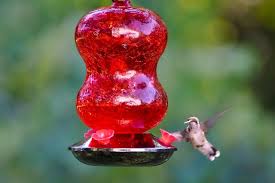 diffe types of hummingbird feeders