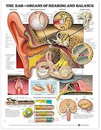 The Ear Organs Of Hearing And Balance Anatomical Chart 9781587791215