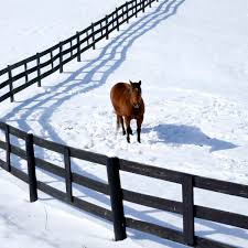 Your Horse Start To Get Cold