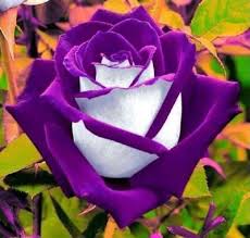 100pcs white purple rose seeds flower