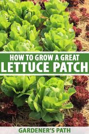 how to grow your own lettuce tips for