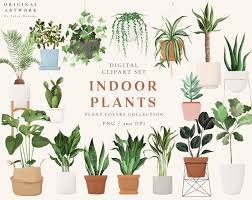 Indoor Plants Plant Clipart