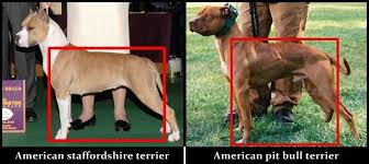 The staffordshire is slightly shorter than the pit, reaching shoulder heights of around 19 inches high. Pin On American Staffordshire Terrier