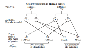Explain Sex Determination In Humans With The Help Of