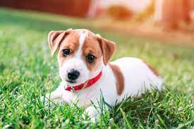 Over 12,758 jack russell puppy pictures to choose from, with no signup needed. Jack Russell Terrier Puppies 11 Essentials To Keep In Mind