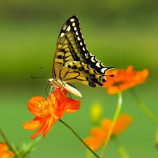 Male two tailed swallowtail jupiterimages photos com getty images these swallowtail nectar plants are like a magnet for the pretty butterflies. Cosmos Bright Lights Seeds For Your Butterfly Garden