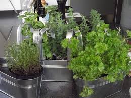 How To Grow An Indoor Herb Garden That