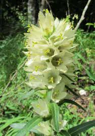 Campanula thyrsoides - Yellow Bellflower