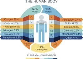 How Much Of Your Body Is Water What Percentage