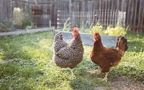 Like any chicken, starting meat birds off correctly requires good brooding space that is protected from the elements ? 3 Products To Consider If You Want Backyard Chickens