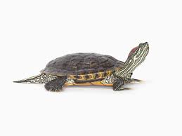 A Guide To Caring For Red Eared Slider Turtles As Pets