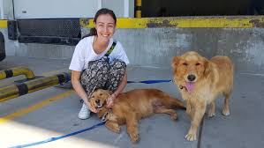 Golden retrievers were bred for retrieving shot waterfowl during hunting parties, and as such their mouths are incredibly gentle. Turkey Has Too Many Abandoned Golden Retrievers So America Is Adopting These Dogs