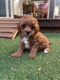 toy cavoodle in melbourne region vic