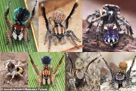 Ранее сообщалось, что гигантский крабовый паук упал на лицо жителя австралии, который проснулся незадолго до этого. V Avstralii Najden Novyj Vid Pauka Skakuna Napominayushij Shedevr Van