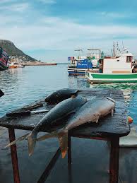 Maybe you would like to learn more about one of these? Hd Wallpaper South Africa Cape Town Hout Bay Harbour Sea Market Fish Wallpaper Flare