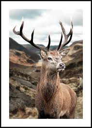 Majestic Deer Poster Animal Posters
