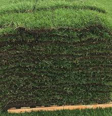 Palisades zoysia, the most popular medium blade zoysia in texas, is a dark green, lush textured lawn grass. Empire Zoysia Travis Resmondo Sod High Quality Fresh Fl Sod