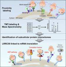 Transcription and translation are two main pillars of gene expression. Quantitative Proteomics Links The Lrrc59 Interactome To Mrna Translation On The Er Membrane Molecular Cellular Proteomics