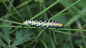 Pesky Poisonous Caterpillars To Watch