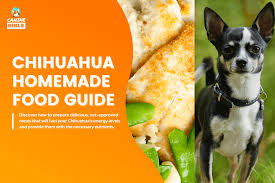 homemade dog food for chihuahuas guide