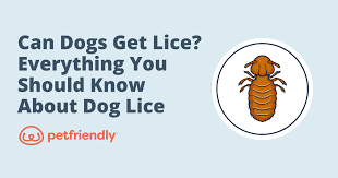 can dogs get lice everything you