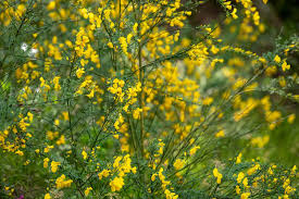 10 best shrubs with yellow flowers