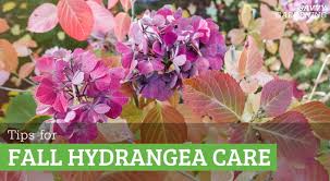 Hydrangea Fall Care A Guide To Caring