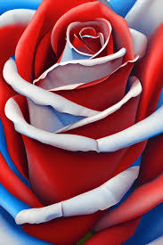 beautiful red white and blue rose