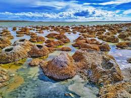 Estromatolitos: la clave para entender el pasado en la Tierra.