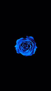 Blue Rose Aesthetic Wallpapers - Top ...