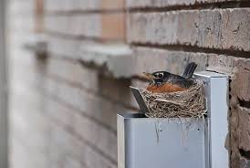 How To Get Birds Out Of Vents Causes
