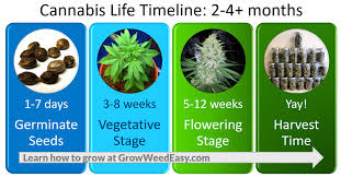 grow weed indoors