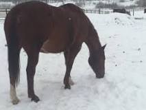 why-does-a-horse-eat-snow