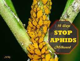 control aphids on milkweed plants