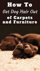 dog hair out of carpet and furniture