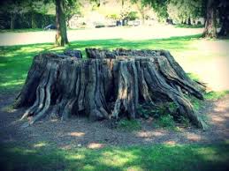 Robert's tree service gets the job done in the time you want it done. Tree Stump Removal Cost Price Guide Tree Removal