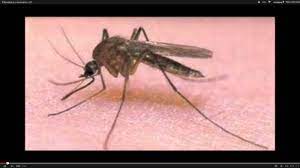 Komar to jest zwierze - YouTube