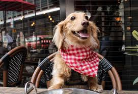 46 best dog friendly restaurants