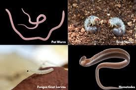 white worms in soil 4 types with