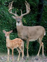 Video search results for buck animal. Large Buck Deer Big Buck Supplements Deer Deer Pictures Mule Deer