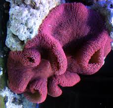 not so sticky carpet anemone reef