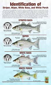 Striper Hybrid White Bass White Perch Bass Fishing