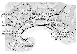 anterior cingulate cortex pain