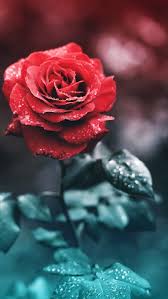 red rose flower hd phone wallpaper