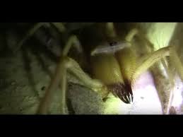 The giant camel spider, one of the worlds biggest spiders, lives in desert environments and comes from the solifugae order of animals in the arachnid class. Al Asad Iraq Camel Spider 2011 Youtube