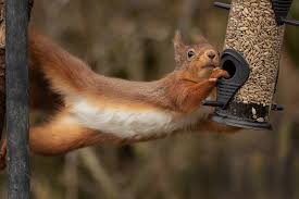 squirrel control smoky wildlife control