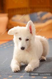white swiss shepherd dog puppy lying
