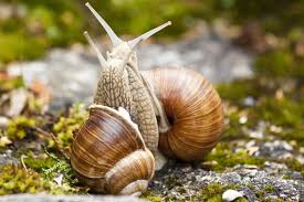 Snails Reproduction