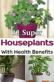 Check spelling or type a new query. If You Re Confused About What Plants Should You Grow Indoors Then You Ll Find This List Of 11 Low Maintena Benefits Of Indoor Plants Plants House Plants Indoor